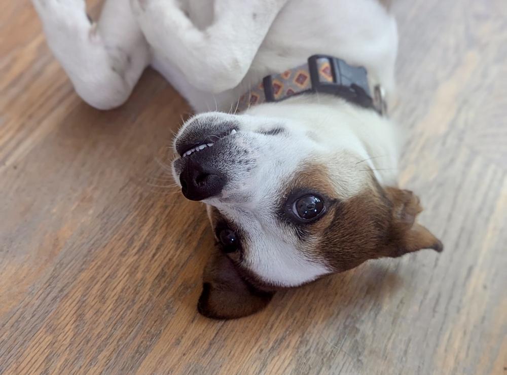 Enlarge Posie, a Adoptable mixed breed in Boulder, CO image 4/6