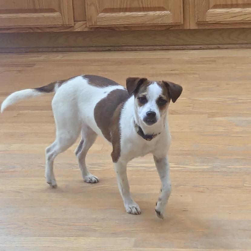 Enlarge Posie, a Adoptable mixed breed in Boulder, CO image 5/6