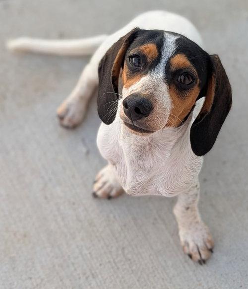 Enlarge Dolly and Patsy in NC, a Adoptable Dachshund in Sherrills Ford, NC image 6/6