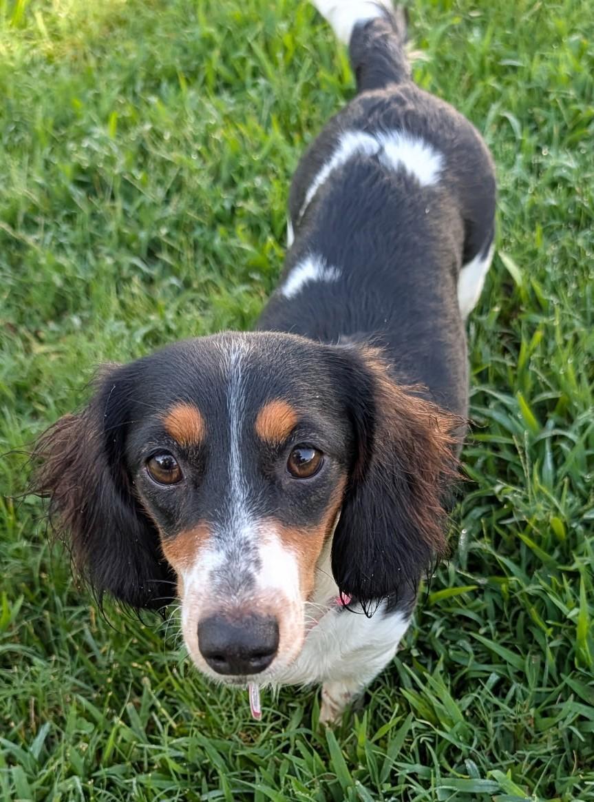 Enlarge Dolly and Patsy in NC, a Adoptable Dachshund in Sherrills Ford, NC image 5/6