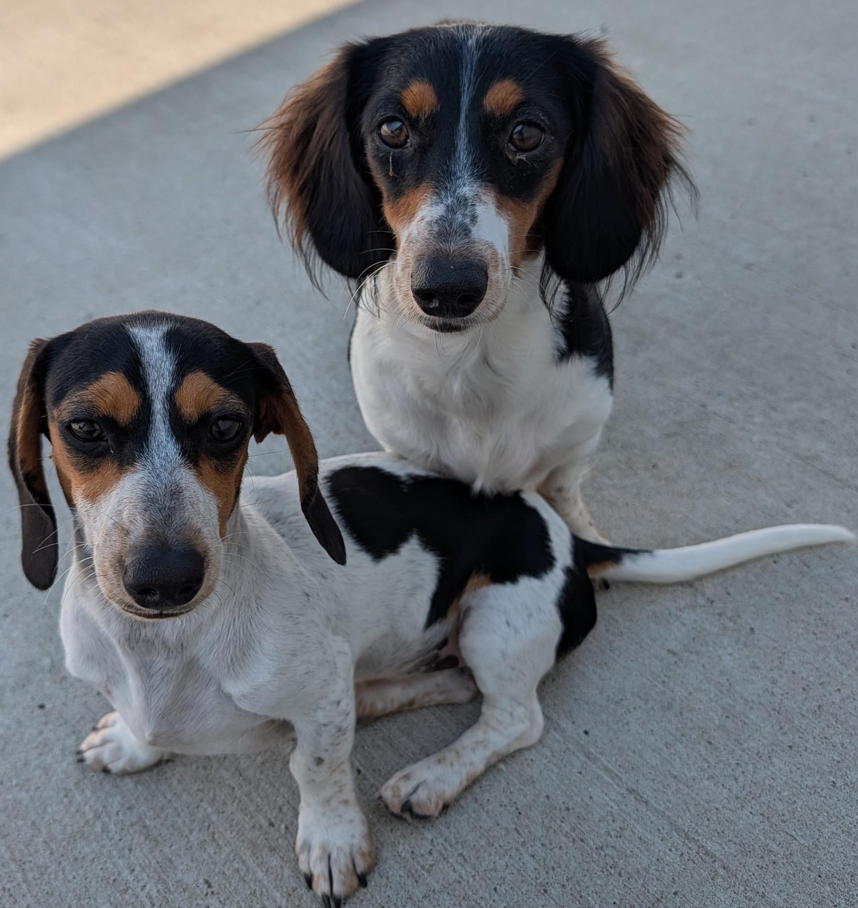 Enlarge Dolly and Patsy in NC, a Adoptable Dachshund in Sherrills Ford, NC image 1/6