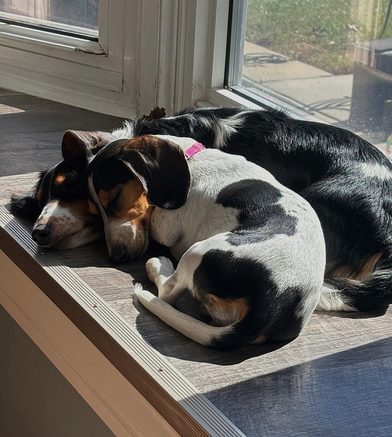 Enlarge Dolly and Patsy in NC, a Adoptable Dachshund in Sherrills Ford, NC image 2/6