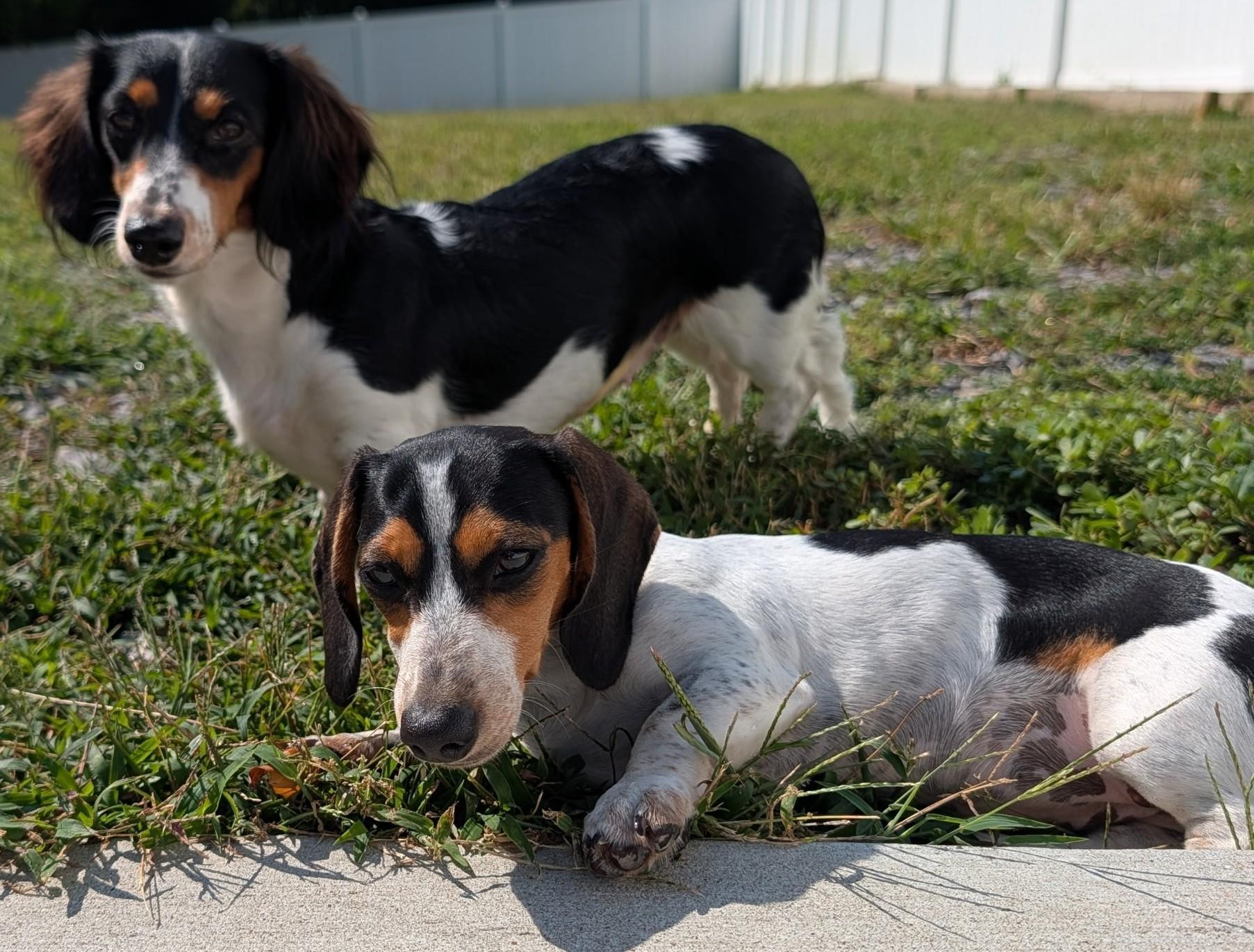 Enlarge Dolly and Patsy in NC, a Adoptable Dachshund in Sherrills Ford, NC image 4/6