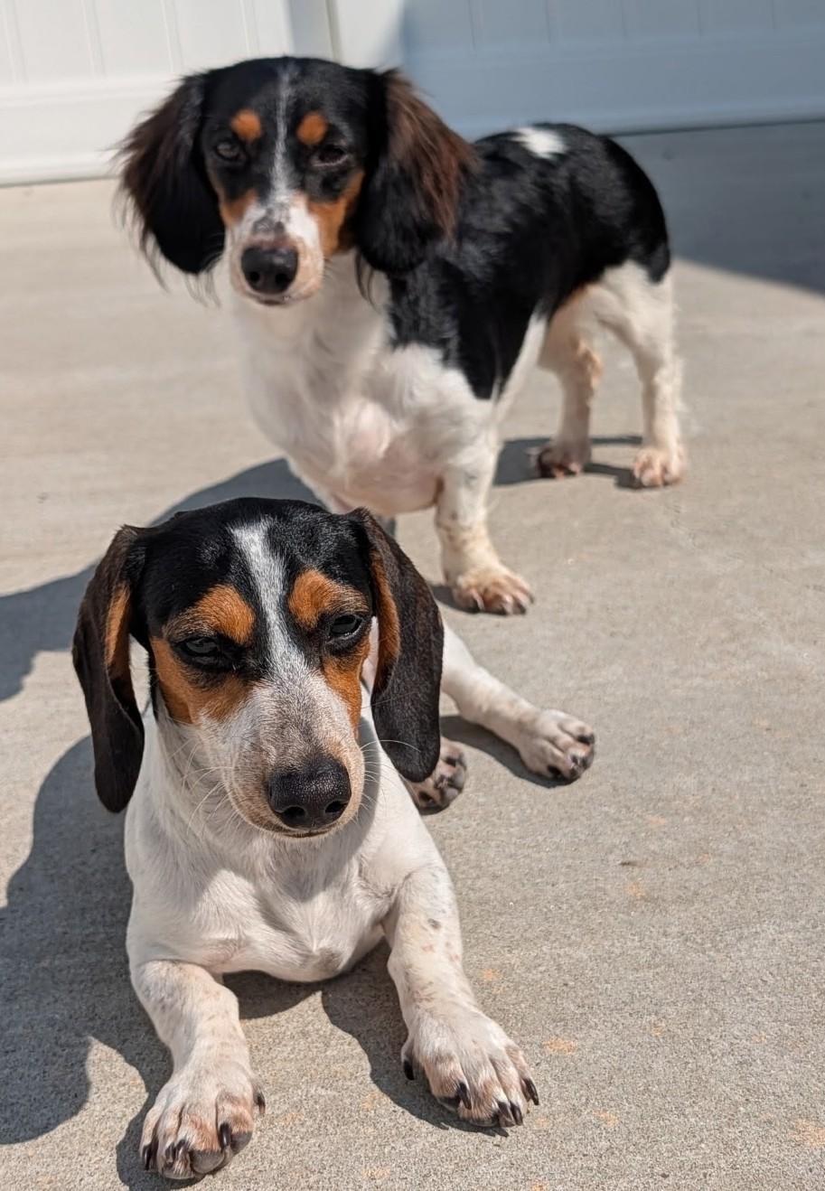 Enlarge Dolly and Patsy in NC, a Adoptable Dachshund in Sherrills Ford, NC image 3/6