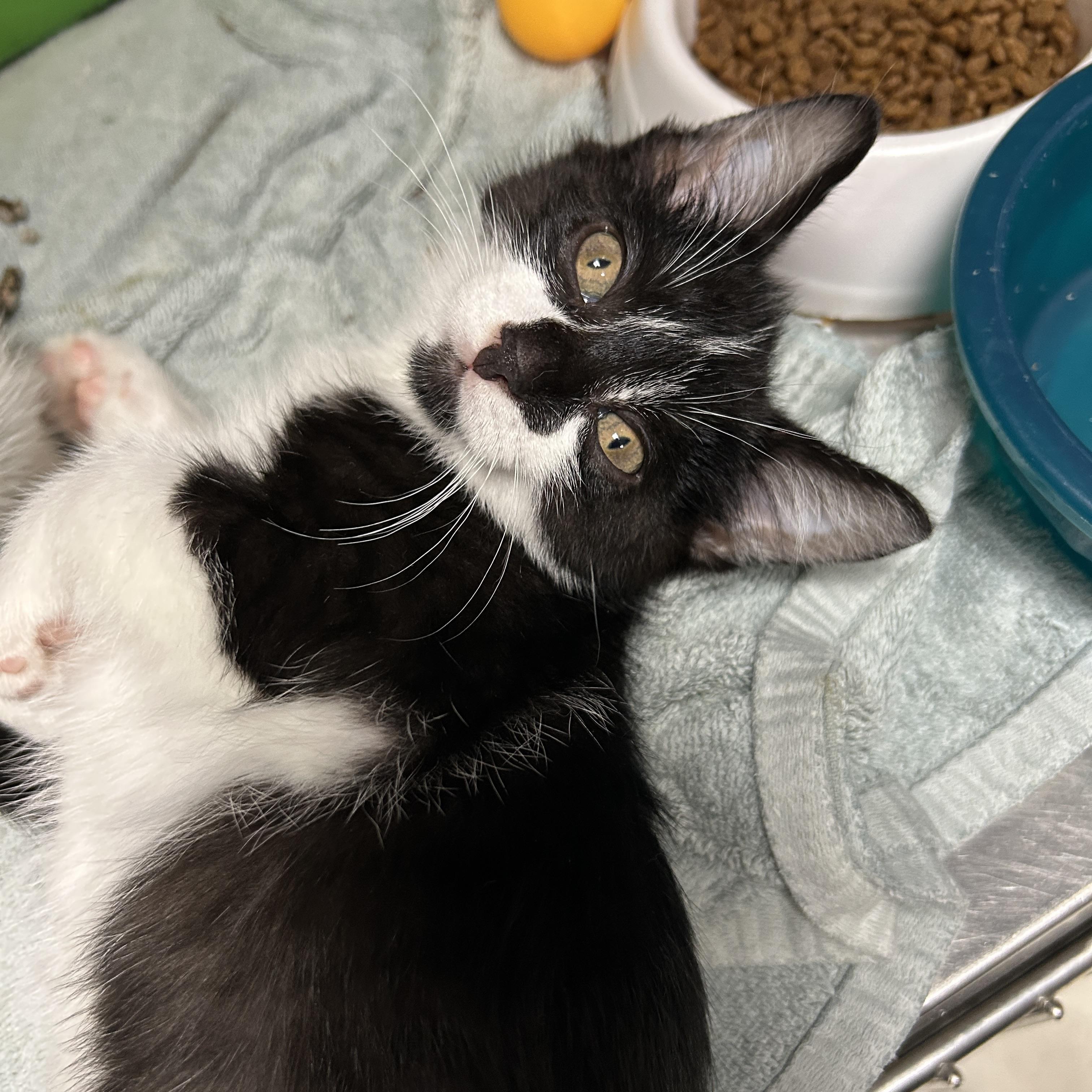 Runway 3 of 4, a ADOPTABLE Tuxedo in La Grange Park, IL image 2/3