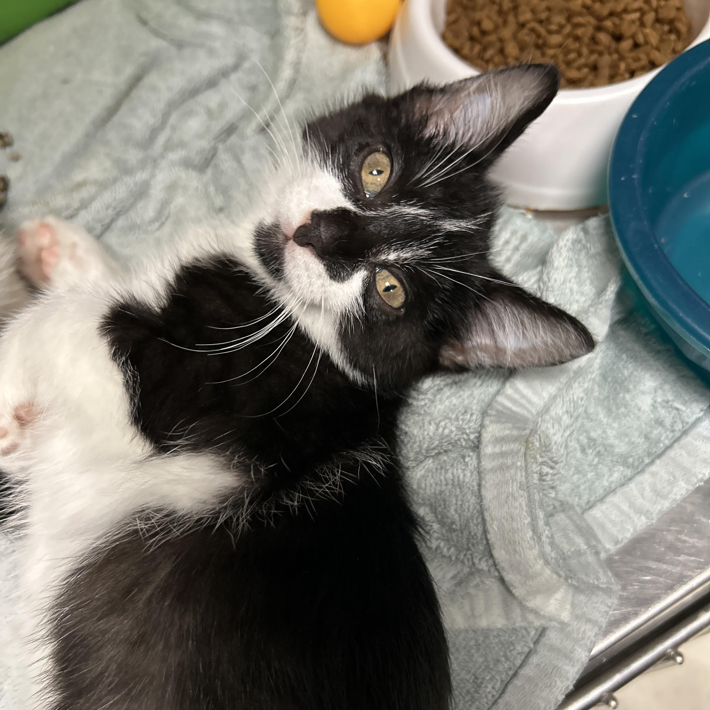 Runway 3 of 4, a ADOPTABLE Tuxedo in La Grange Park, IL image 3/3