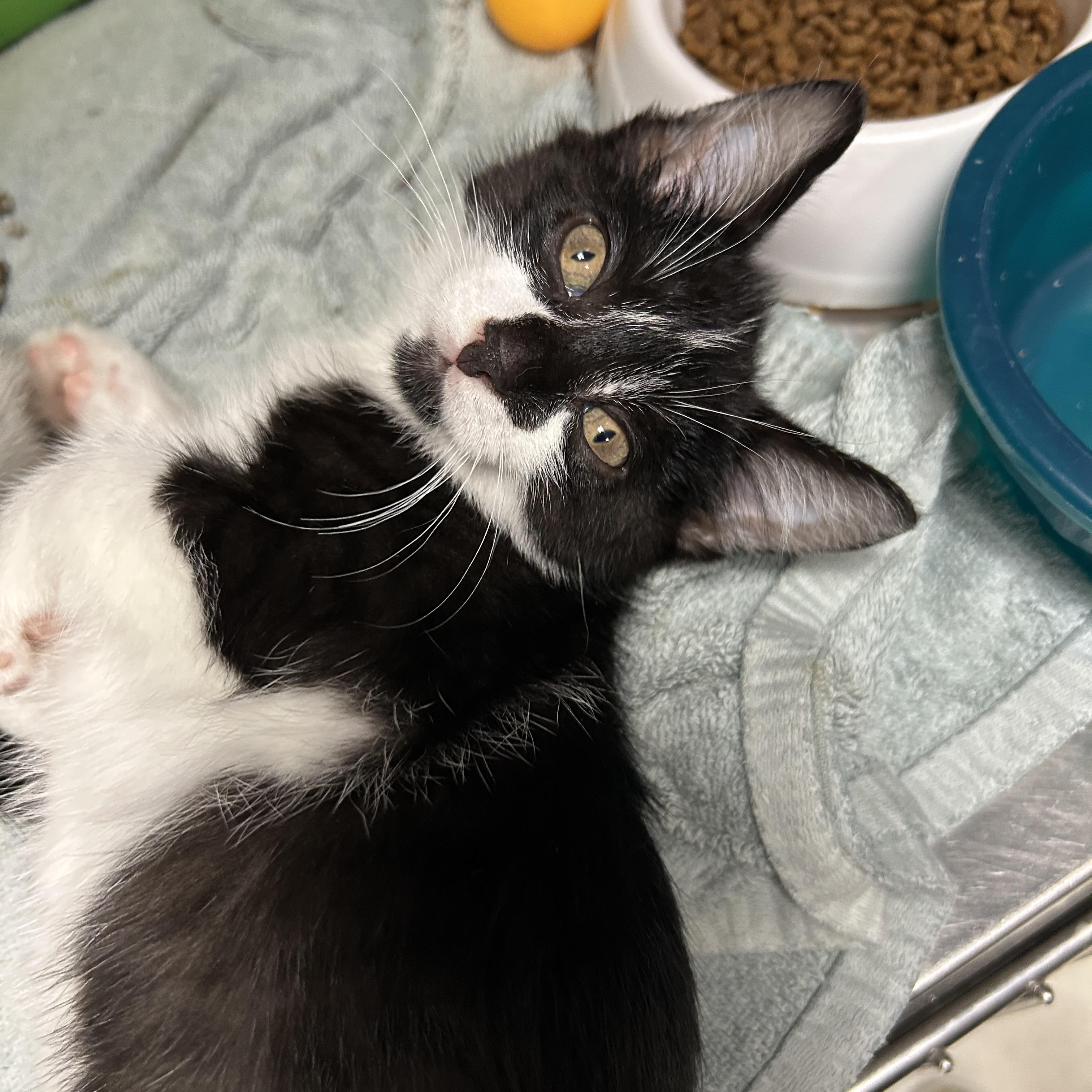 Runway 3 of 4, ADOPTABLE, Kitten Female Tuxedo.