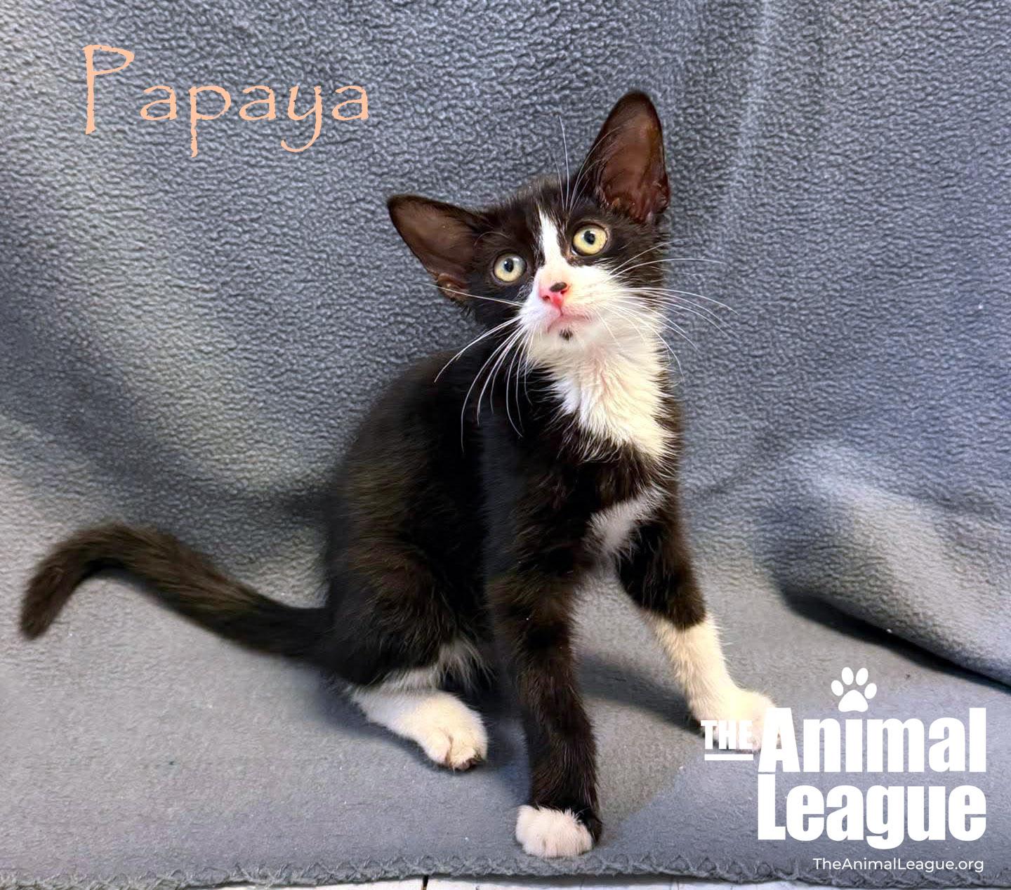 Enlarge Papaya, a Adoptable Domestic Short Hair in Groveland, FL image 2/3
