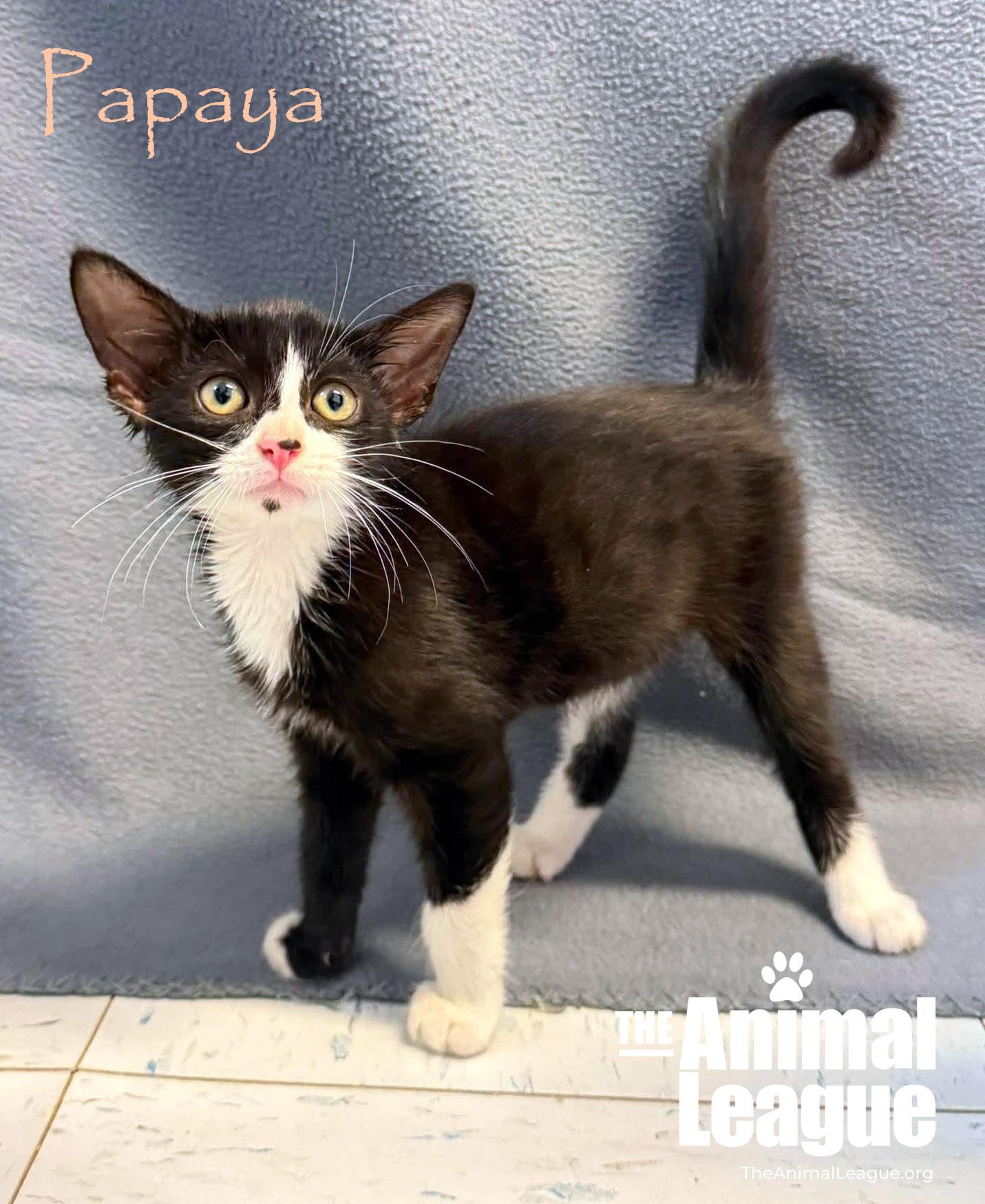 Enlarge Papaya, a Adoptable Domestic Short Hair in Groveland, FL image 3/3