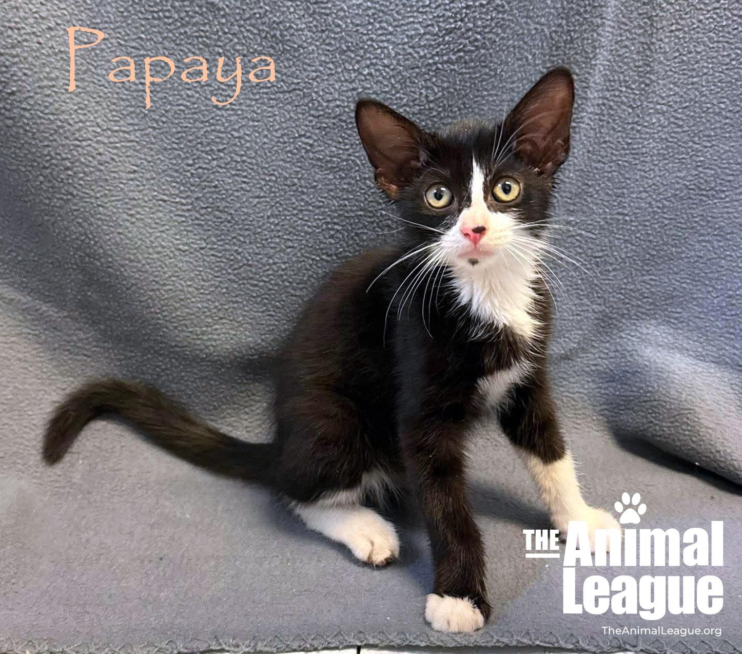 Enlarge Papaya, a Adoptable Domestic Short Hair in Groveland, FL image 1/3