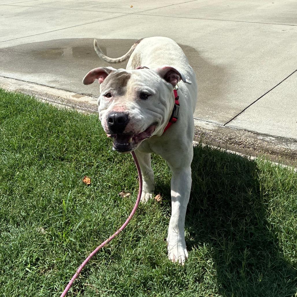 Enlarge Vic, a Adoptable Mixed Breed in Jacksonville, FL image 1/2
