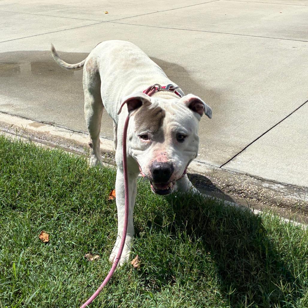 Enlarge Vic, a Adoptable Mixed Breed in Jacksonville, FL image 2/2
