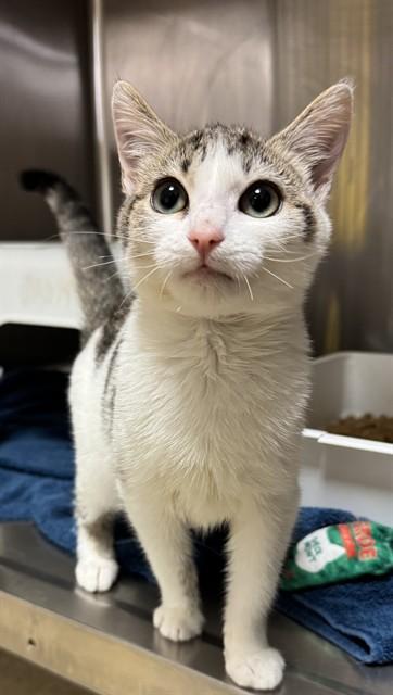WHITNEY, Adoptable, Kitten Female Domestic Short Hair.
