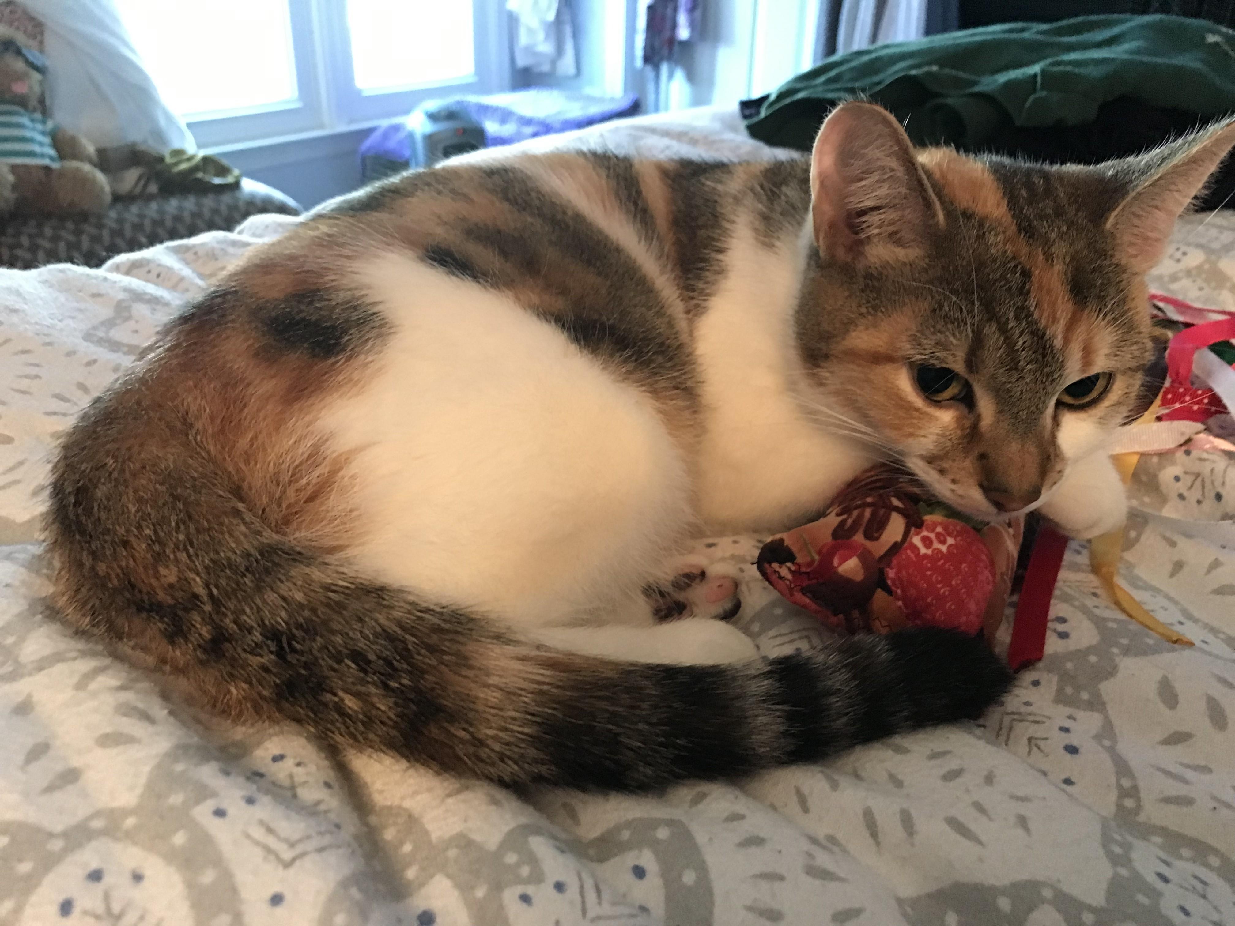 Enlarge Poppins, a Adoptable mixed breed in Woodbury, NJ image 5/6