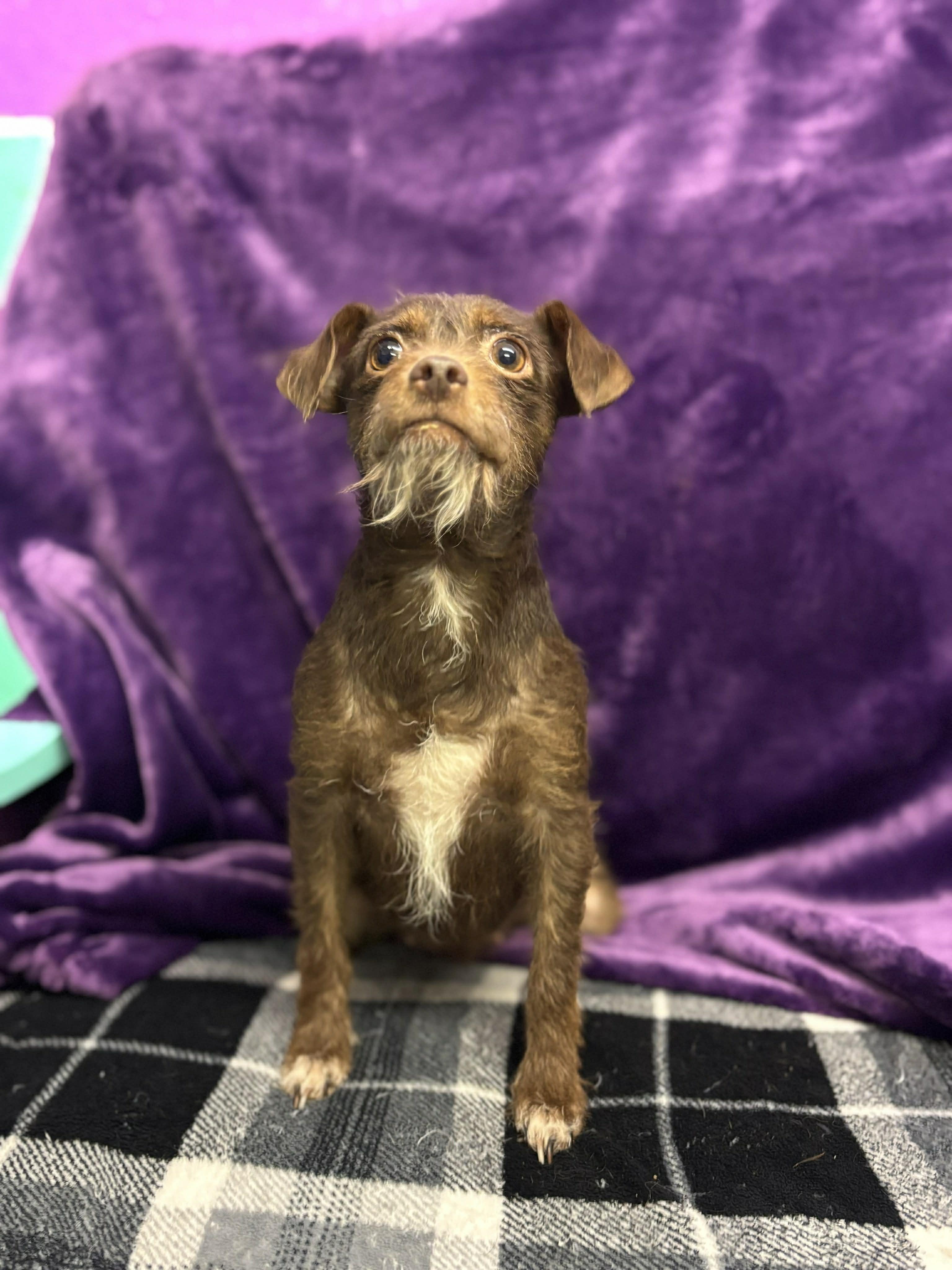 Cocoa , ADOPTABLE, Young Female Miniature Schnauzer & Chihuahua.