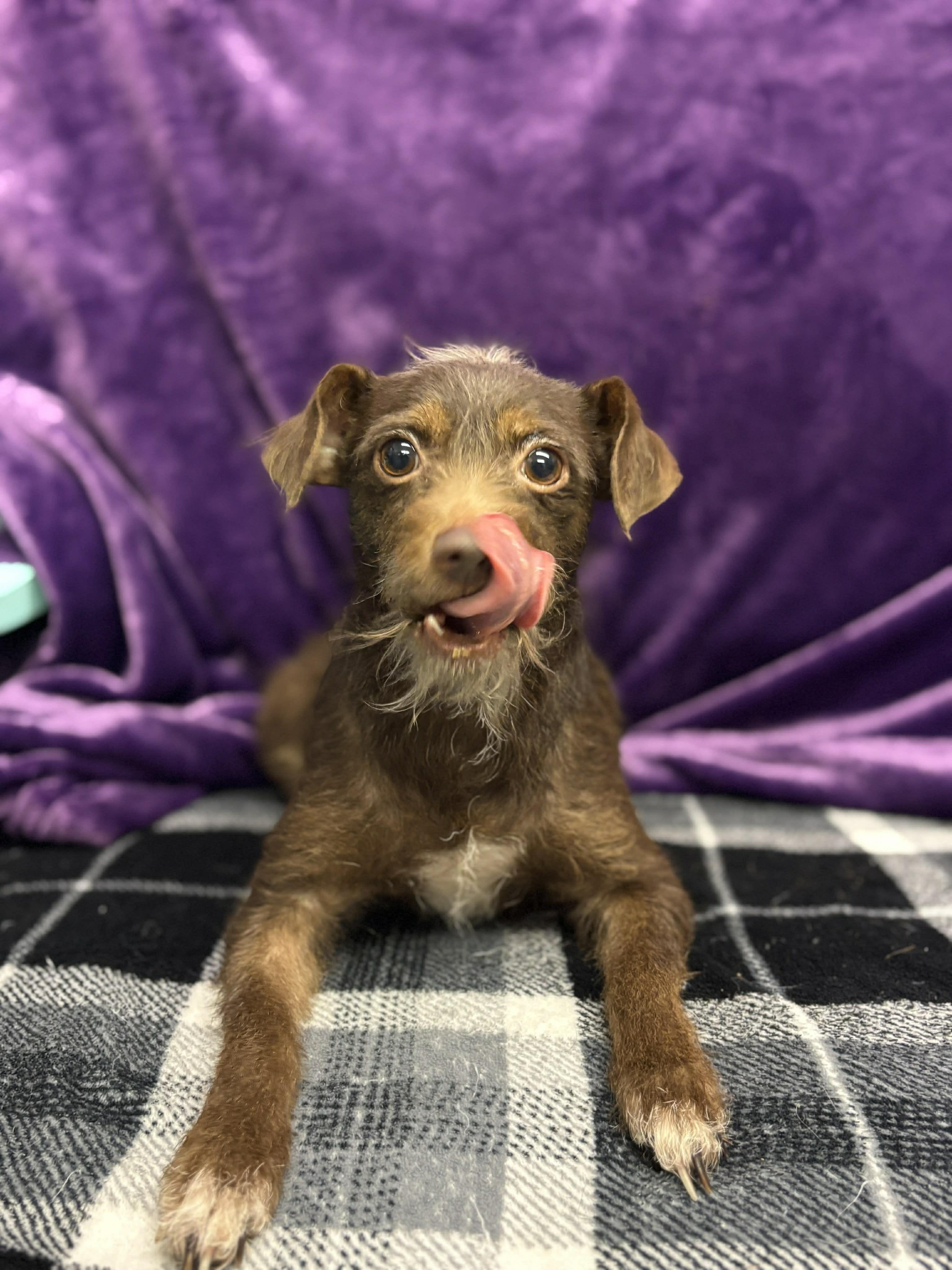 Enlarge Cocoa , a ADOPTABLE mixed breed in Tacoma, WA image 3/4