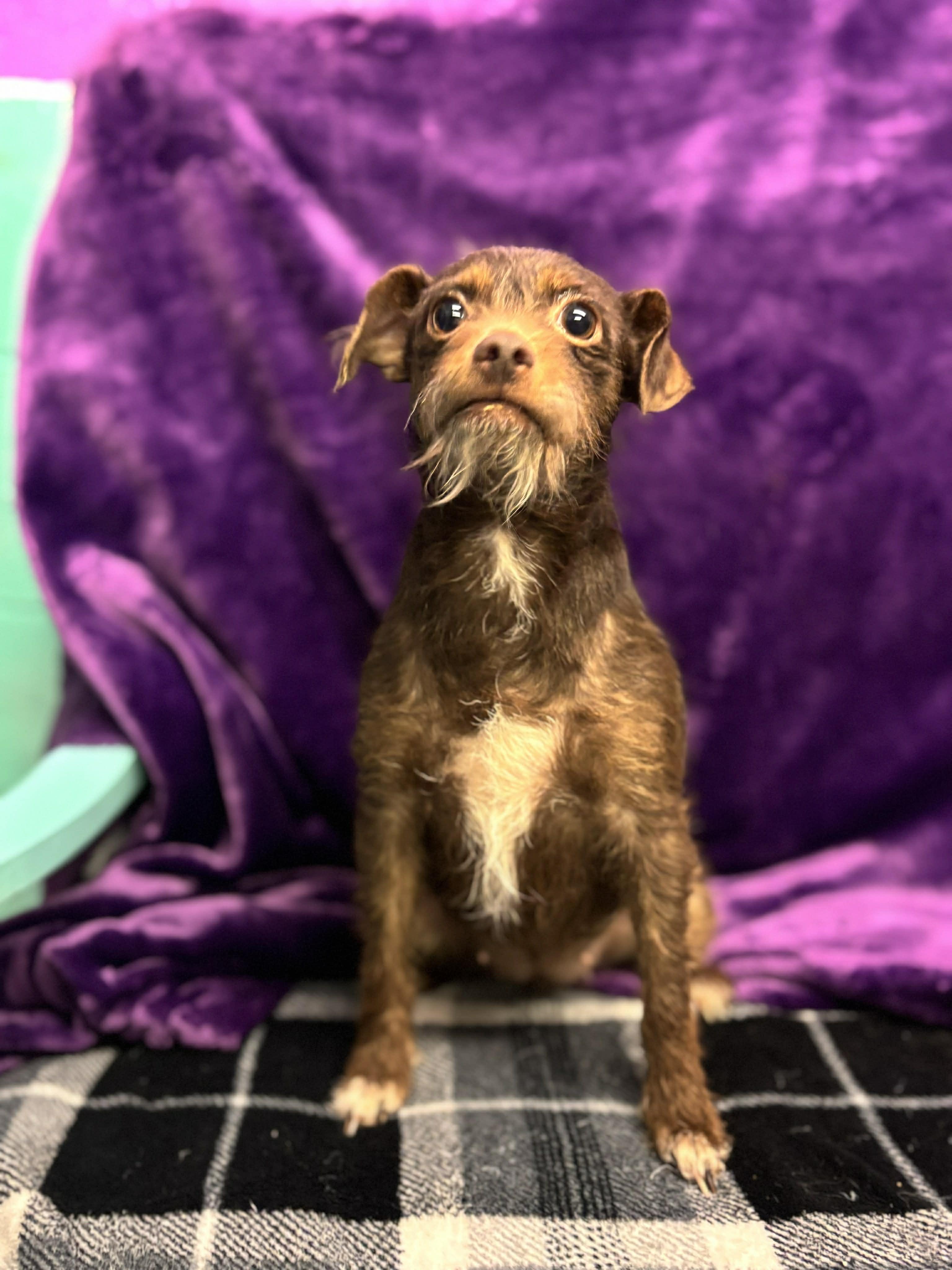 Enlarge Cocoa , a ADOPTABLE mixed breed in Tacoma, WA image 4/4