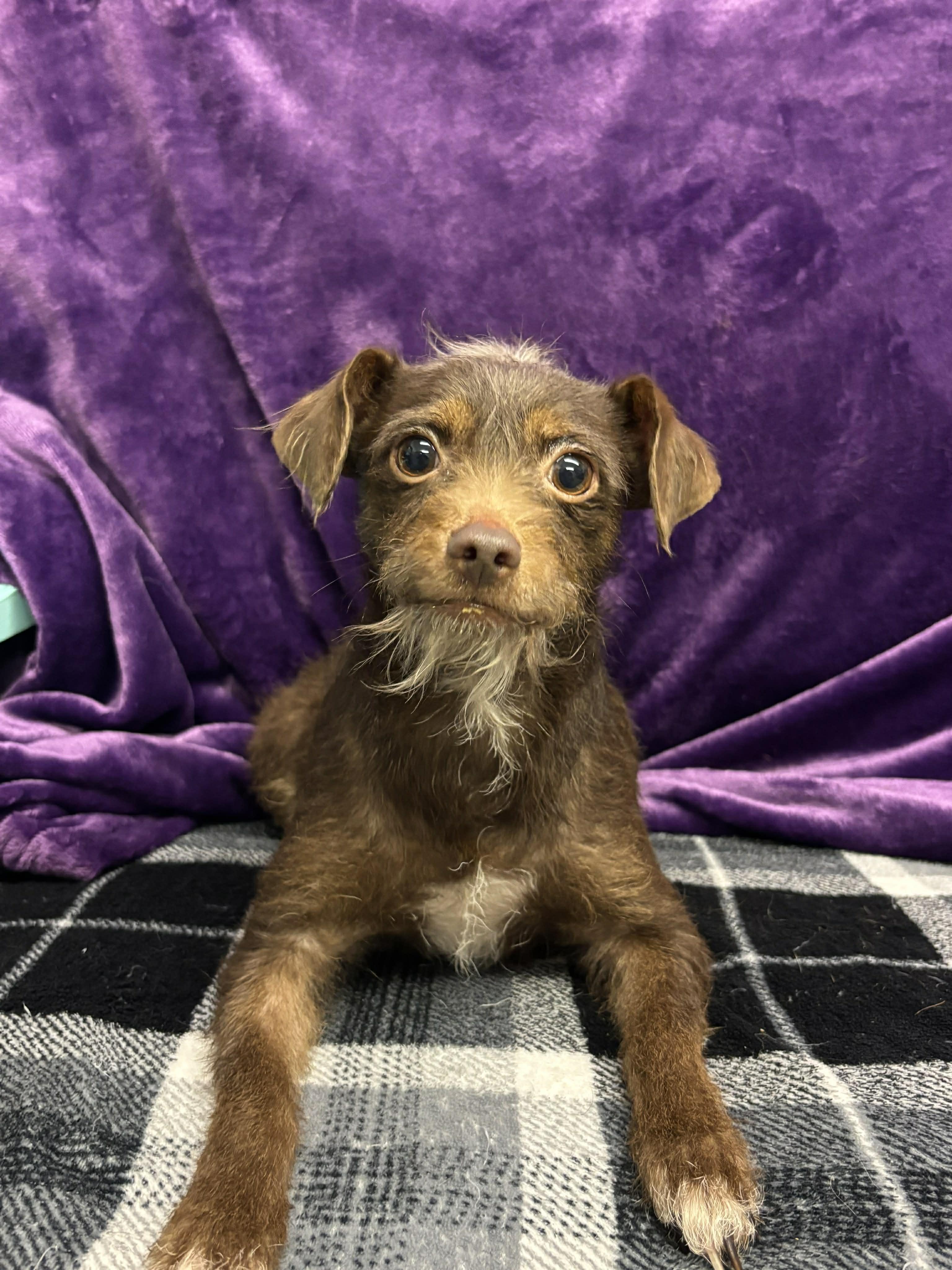 Enlarge Cocoa , a ADOPTABLE mixed breed in Tacoma, WA image 2/4