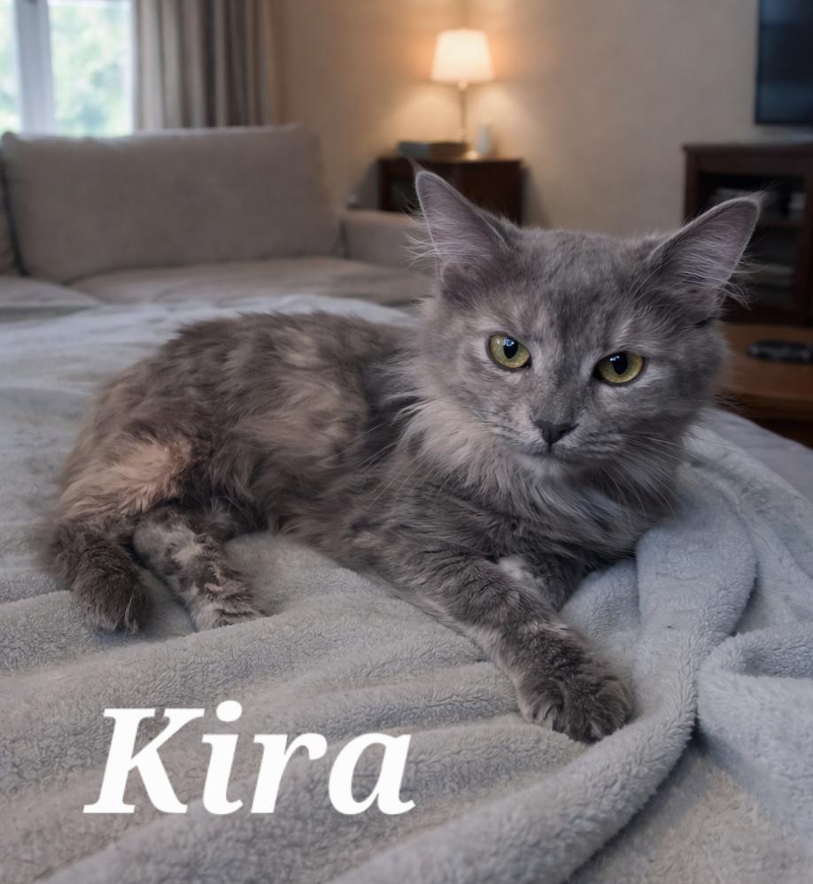 Kira, Adoptable, Adult Female Dilute Tortoiseshell.