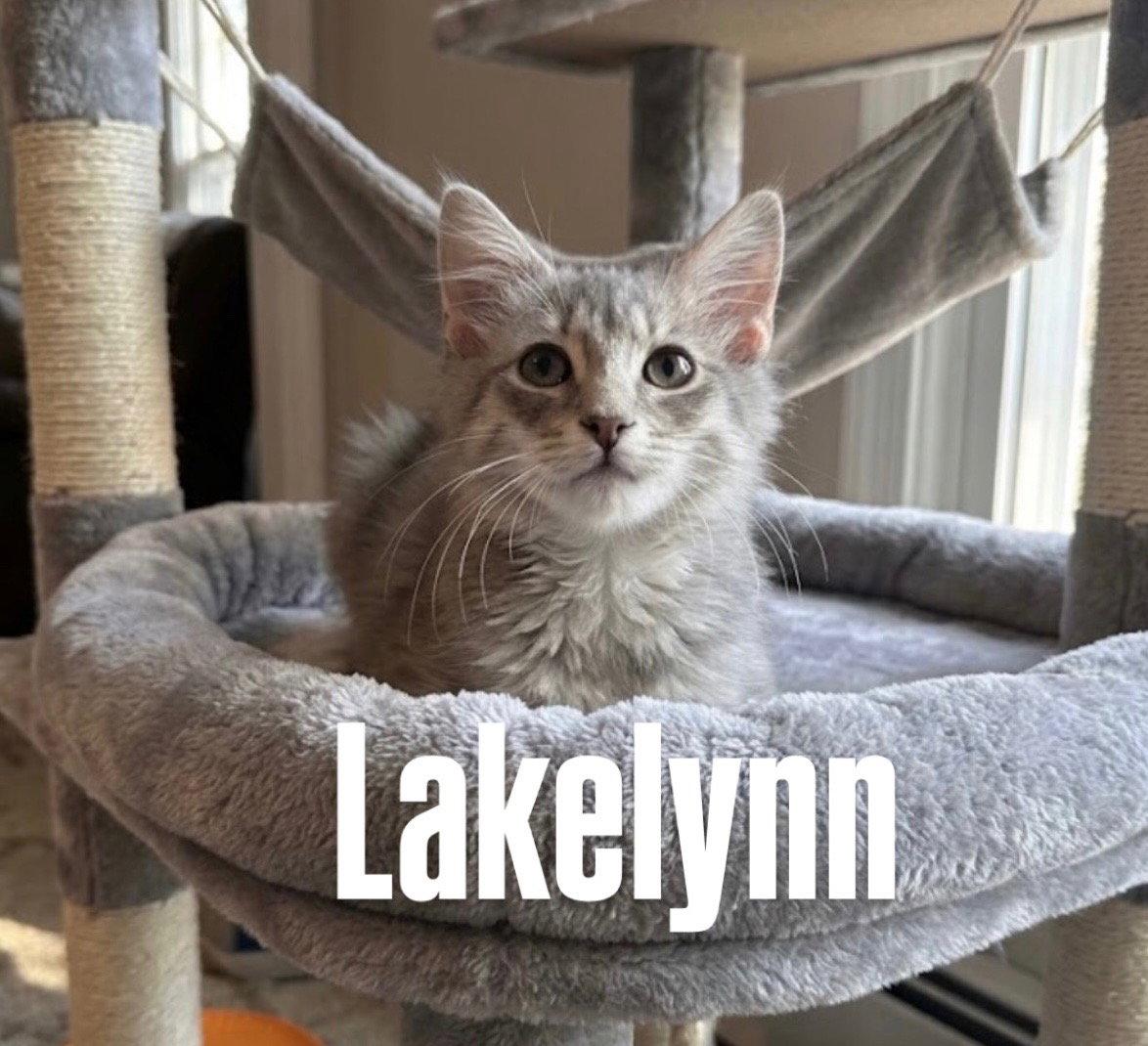 Lakelyn, Adoptable, Young Female Domestic Medium Hair.
