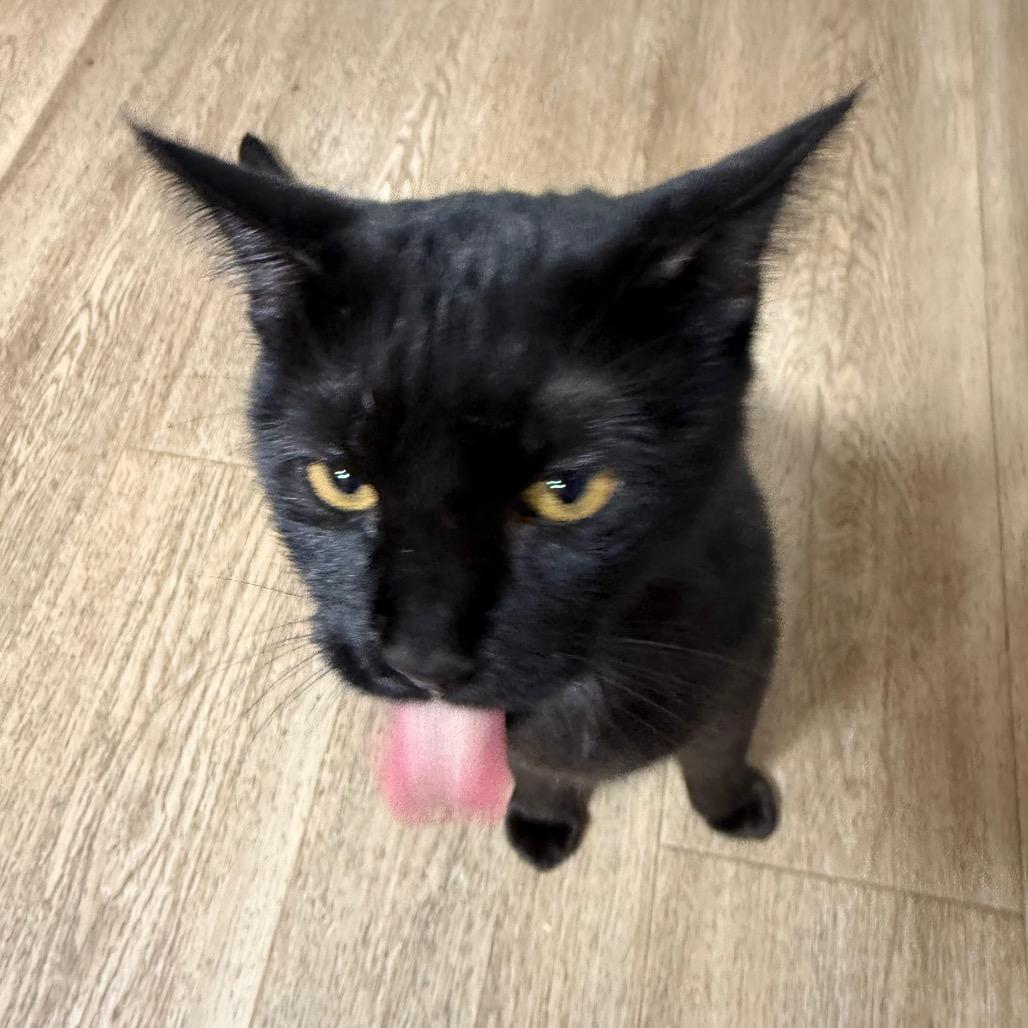 Medusa, Adoptable, Young Female Domestic Short Hair.