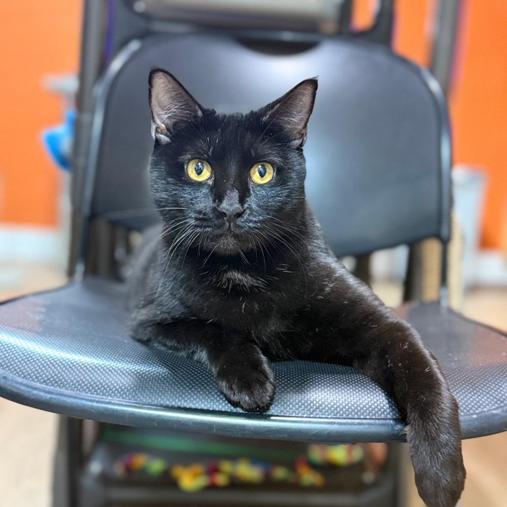 Enlarge Medusa, a Adoptable Domestic Short Hair in Pensacola, FL image 2/6