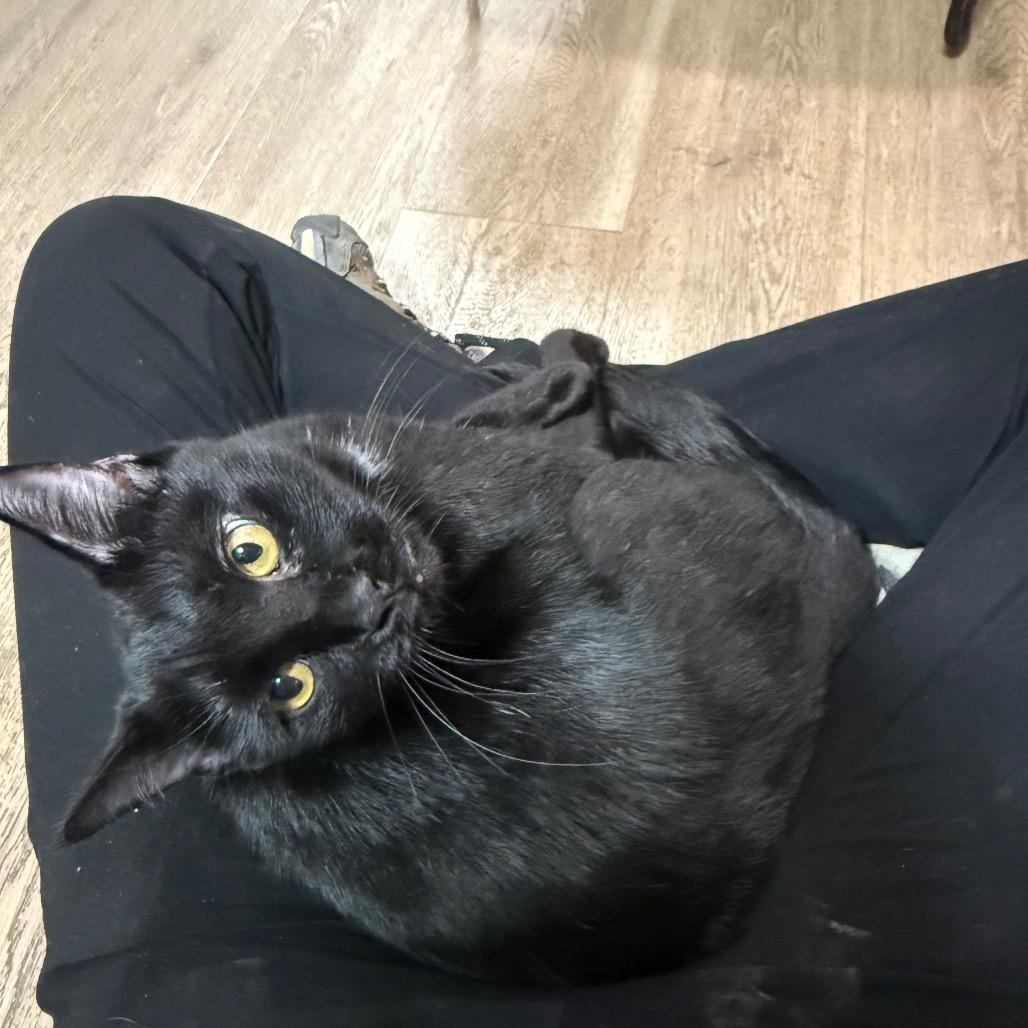 Enlarge Medusa, a Adoptable Domestic Short Hair in Pensacola, FL image 3/6