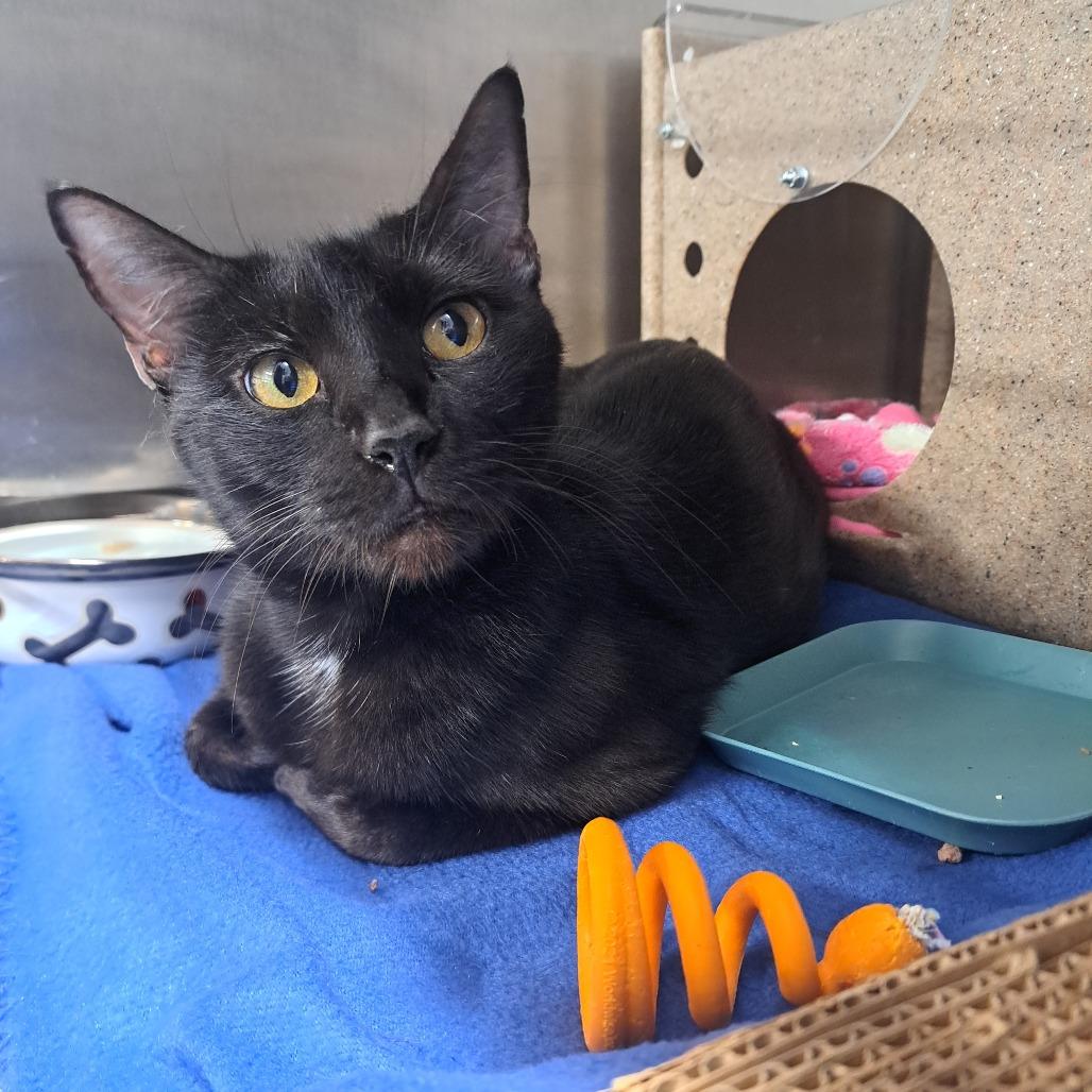 Enlarge Medusa, a Adoptable Domestic Short Hair in Pensacola, FL image 1/1