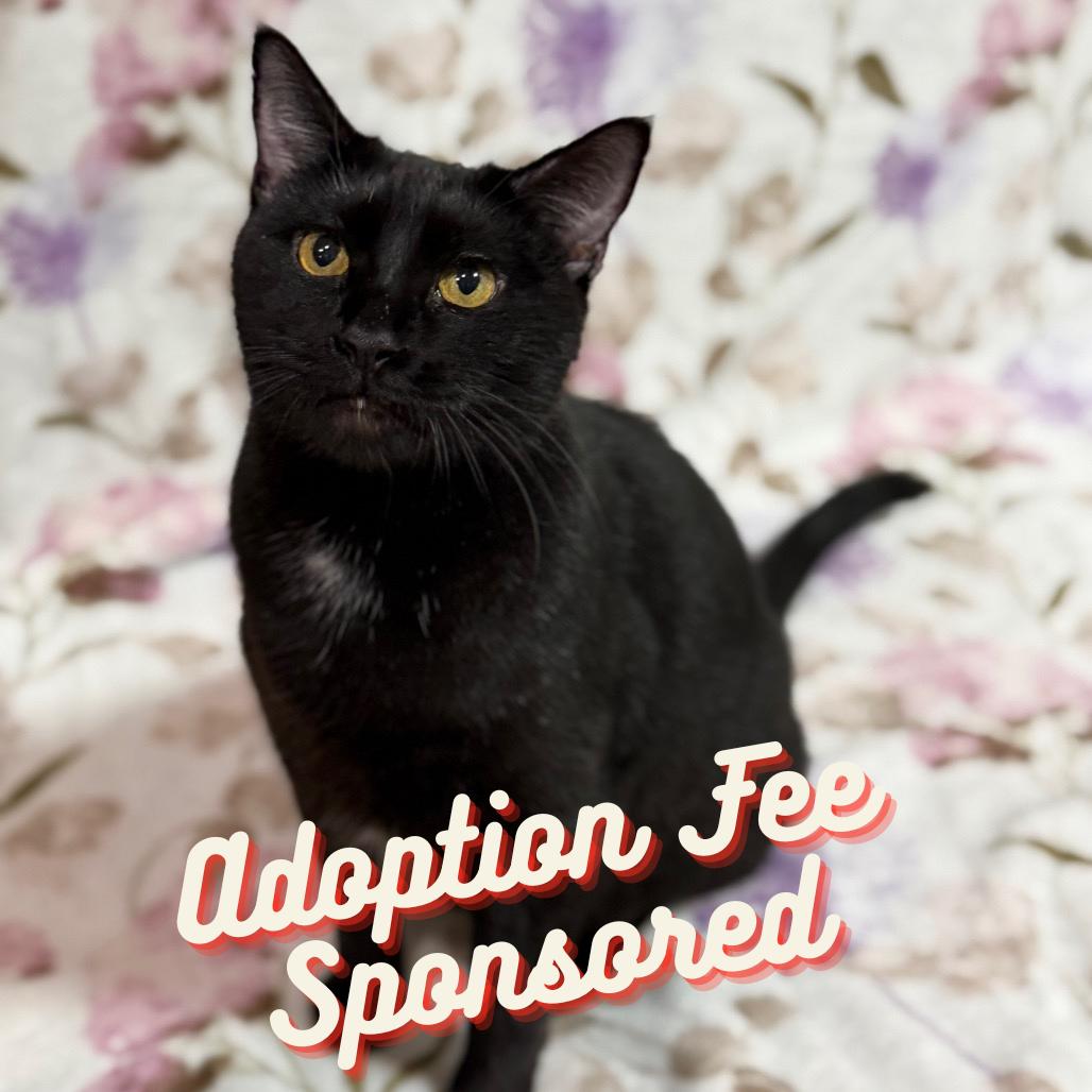 Enlarge Medusa, a Adoptable Domestic Short Hair in Pensacola, FL image 5/6