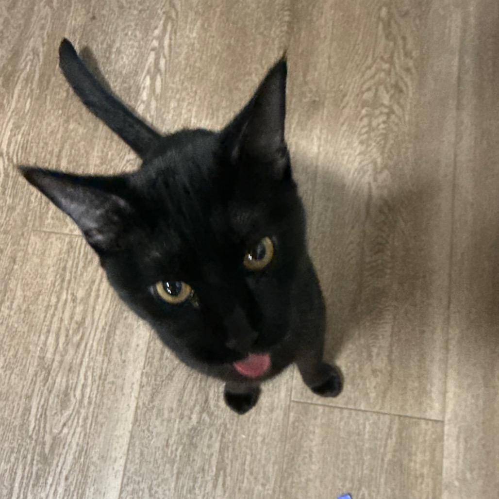 Enlarge Medusa, a Adoptable Domestic Short Hair in Pensacola, FL image 6/6