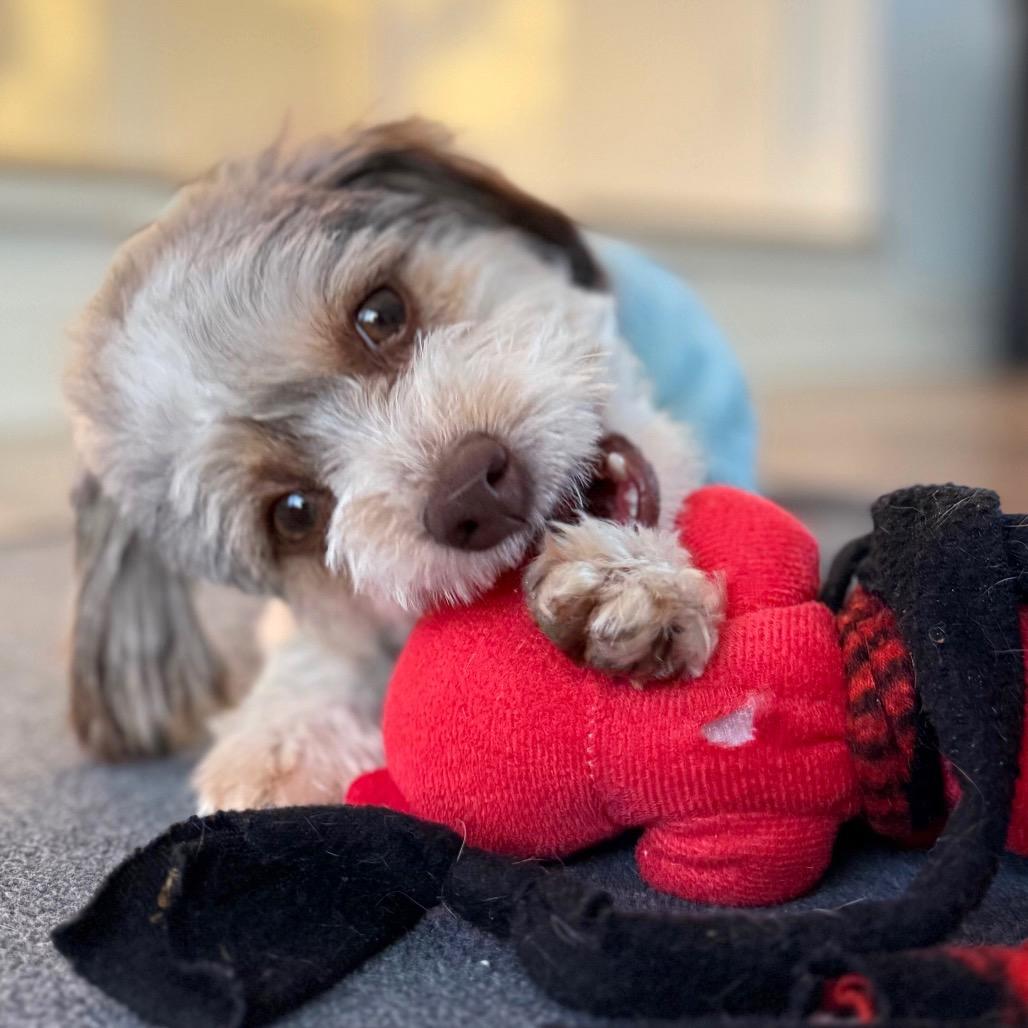 Valiente thumbnail 5