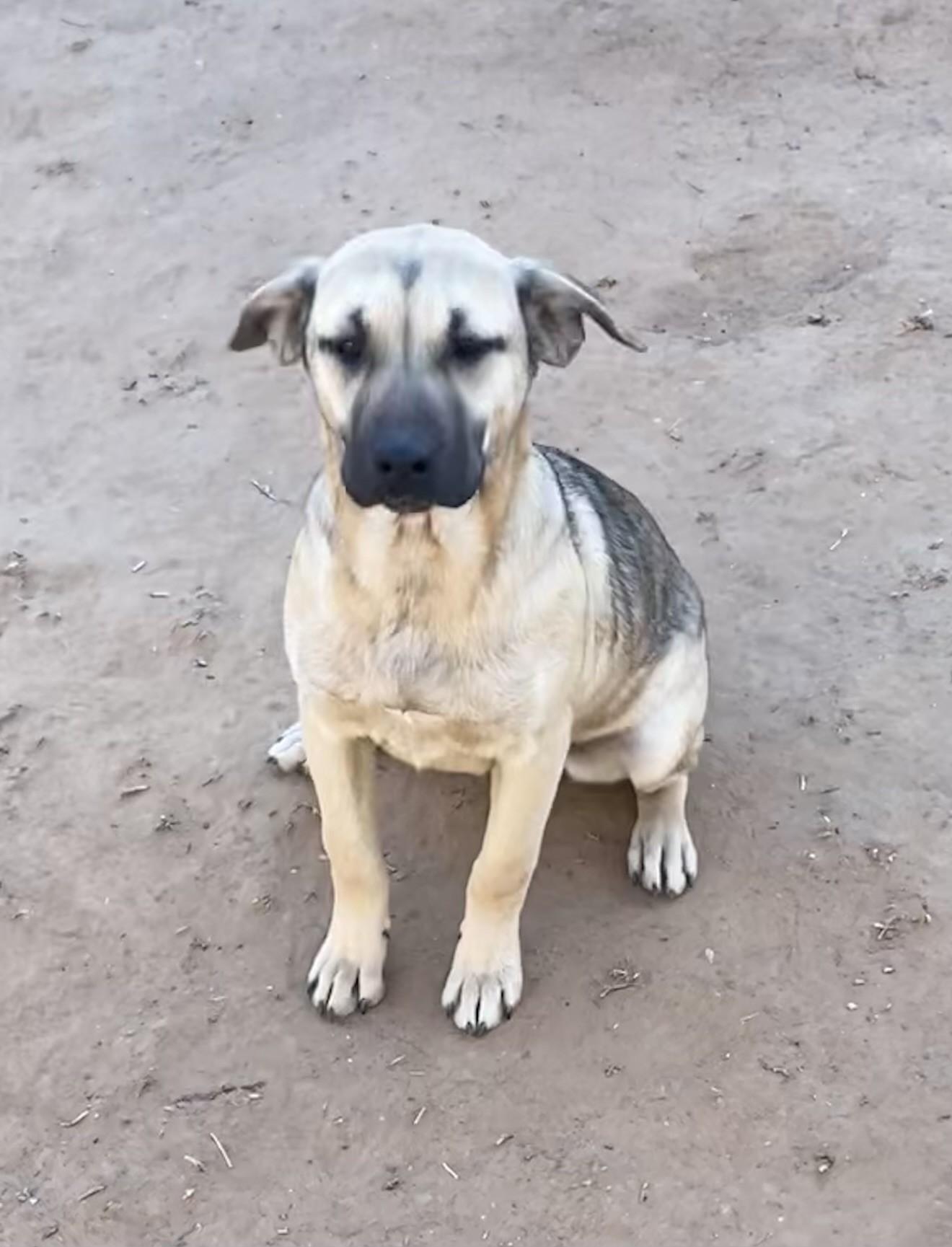 Grace, ADOPTABLE, Young Female German Shepherd Dog & Labrador Retriever.