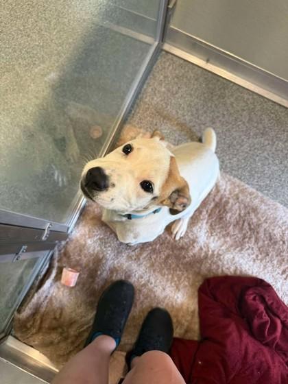 Samantha, adopted, Young Female Mixed Breed.