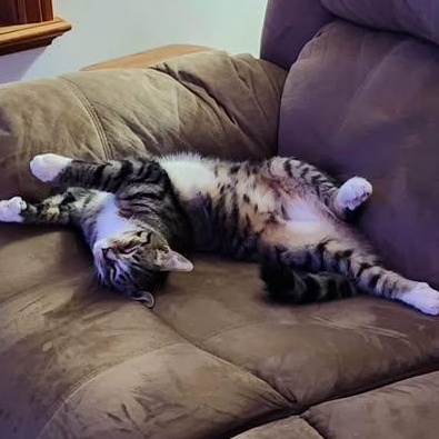 WALTON, a Adoptable mixed breed in Campbell River, BC image 4/6