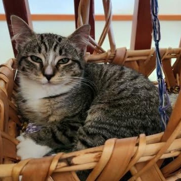 WALTON, a Adoptable mixed breed in Campbell River, BC image 5/6