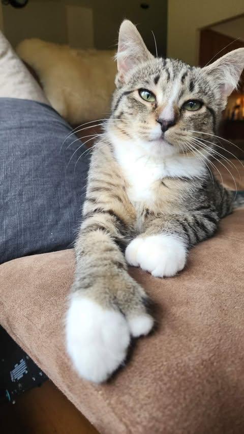 WALTON, a Adoptable mixed breed in Campbell River, BC image 1/6