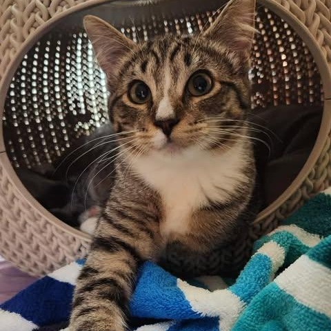 WALTON, a Adoptable mixed breed in Campbell River, BC image 2/6