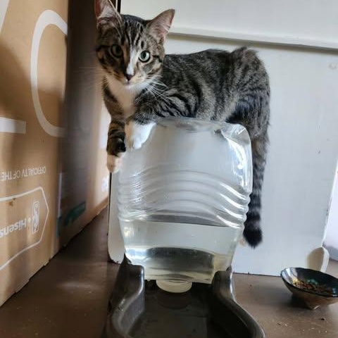 WALTON, a Adoptable mixed breed in Campbell River, BC image 6/6