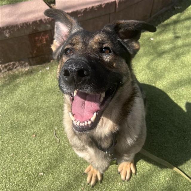 DUKE, Adoptable, Adult Male German Shepherd Dog & Mixed Breed.