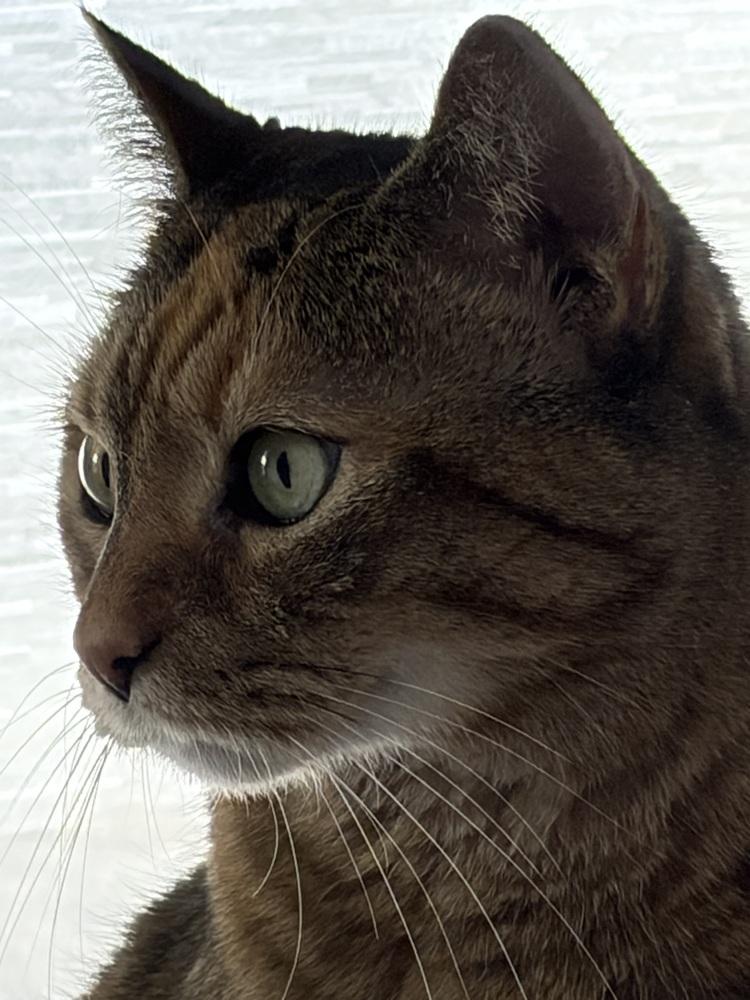 Enlarge W2 Gabriella, a Adoptable mixed breed in Southbury, CT image 1/5