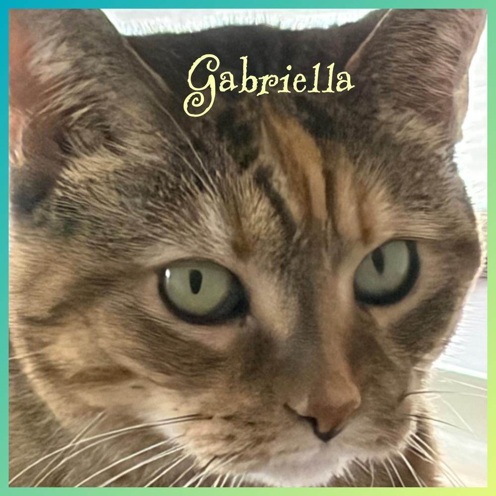 Enlarge W2 Gabriella, a Adoptable mixed breed in Southbury, CT image 2/5