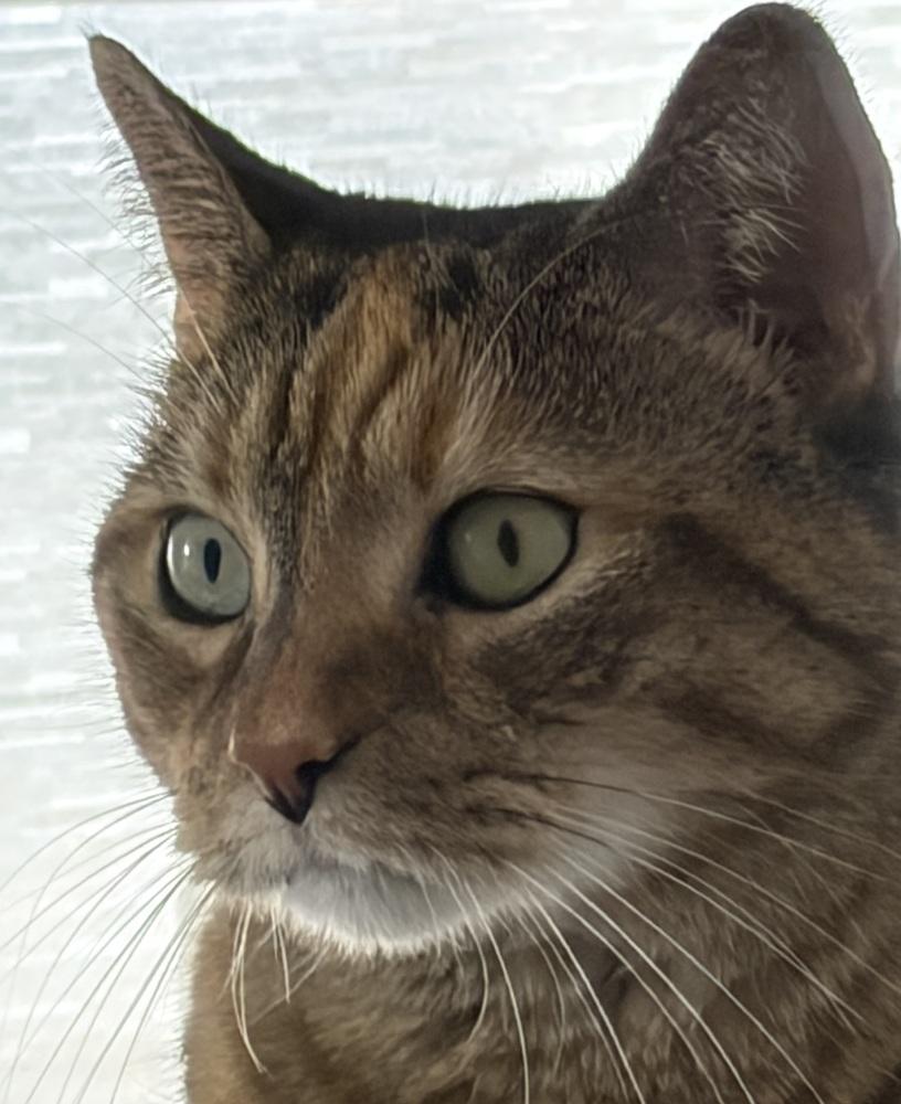 Enlarge W2 Gabriella, a Adoptable mixed breed in Southbury, CT image 3/5