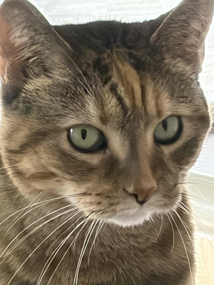 Enlarge W2 Gabriella, a Adoptable mixed breed in Southbury, CT image 5/5
