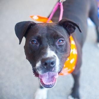 Enlarge Luna, a Adoptable Pit Bull Terrier in Melrose, FL image 1/1