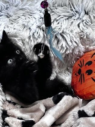 Princess Leia McDonald, Adoptable, Kitten Female Domestic Short Hair & Domestic Short Hair.
