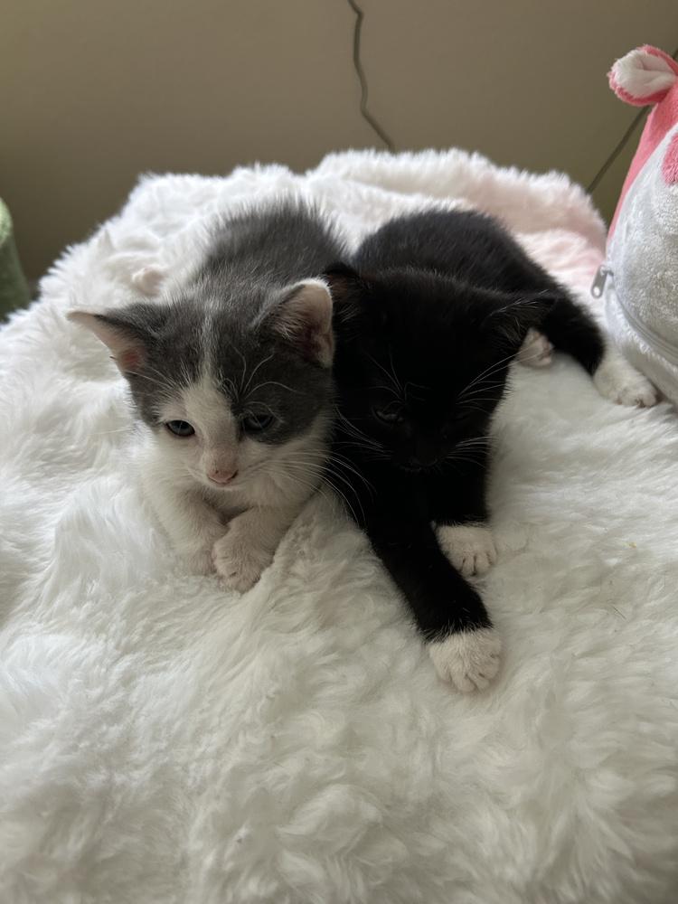 Tifa, a Adoptable Domestic Medium Hair in Pacifica, CA image 1/6