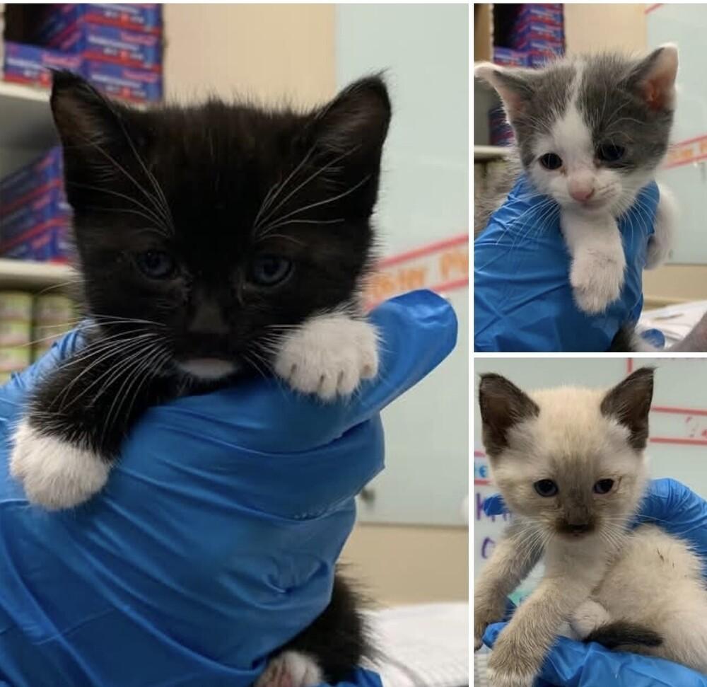 Enlarge Tifa, a Adoptable Domestic Medium Hair in Pacifica, CA image 1/2