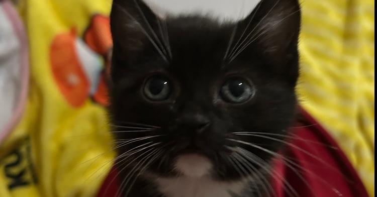 Tifa, a Adoptable Domestic Medium Hair in Pacifica, CA image 3/6