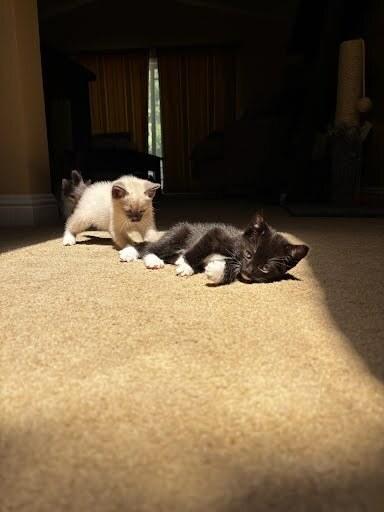 Enlarge Tifa, a Adoptable Domestic Medium Hair in Pacifica, CA image 2/2