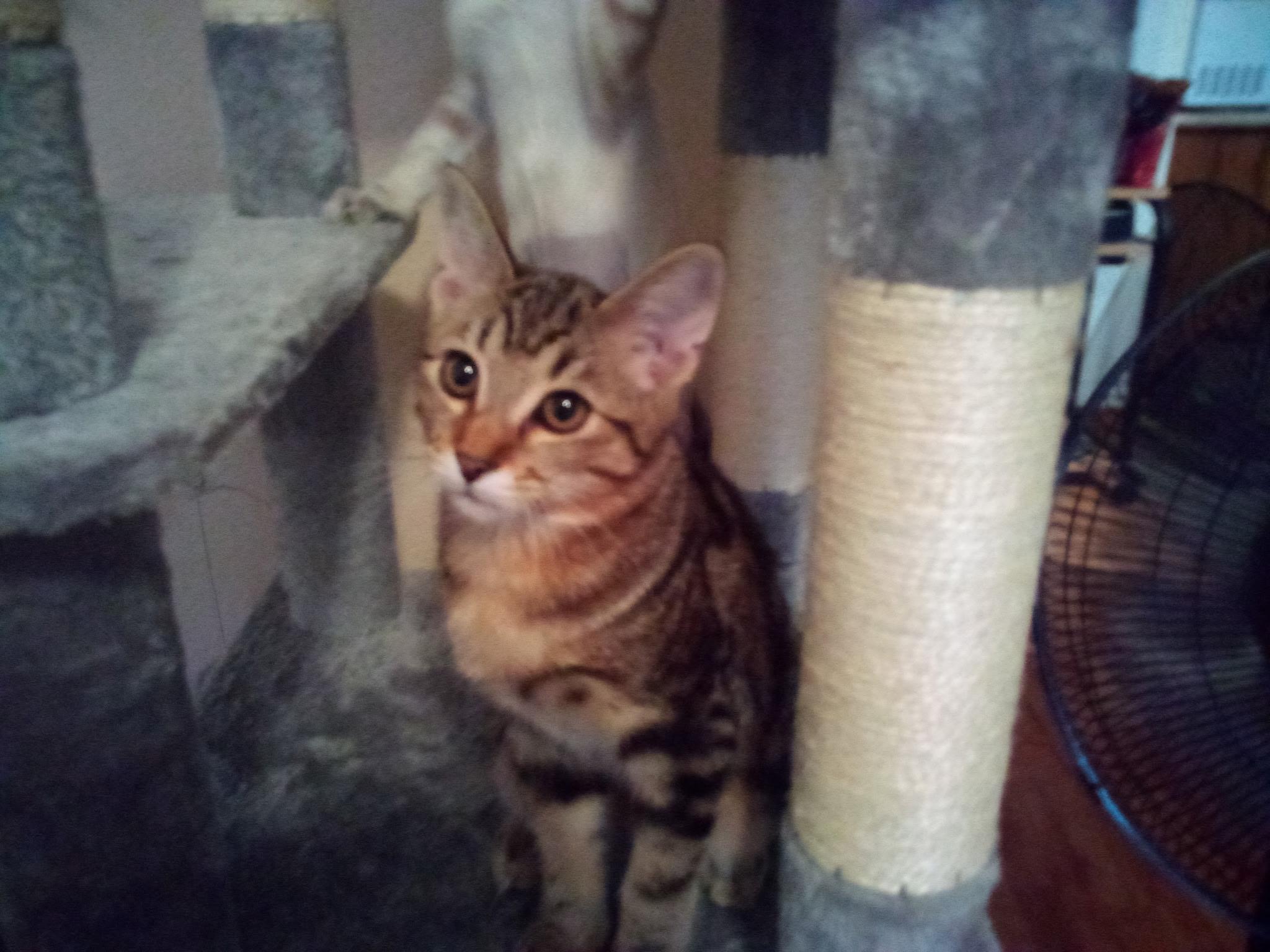 Enlarge Turbulence, an adopted Domestic Short Hair in Las Vegas, NV image 1/1